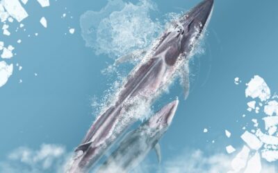 ARCTICA TEASER IS HERE!