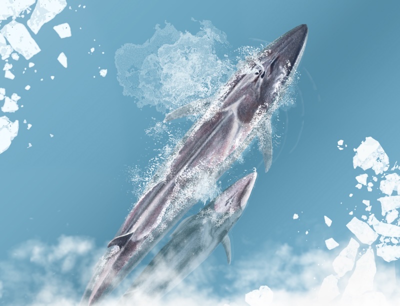 ARCTICA TEASER IS HERE!